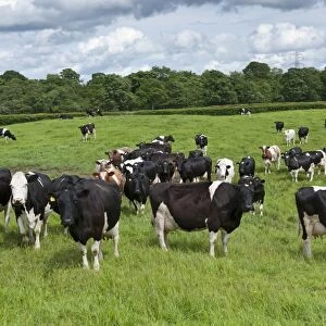Domestic Cattle, Holstein Friesian dairy cows, herd standing in pasture, Cumbria, England, June