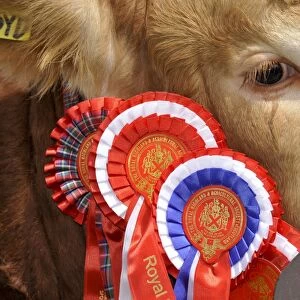 Domestic Cattle, Limousin bull, close-up of head, show champion with rosettes, Royal Highland Show, Ingliston