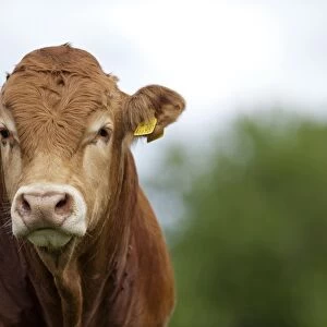 Domestic Cattle, Limousin bull, close-up of head, in pasture, Cumbria, England, August