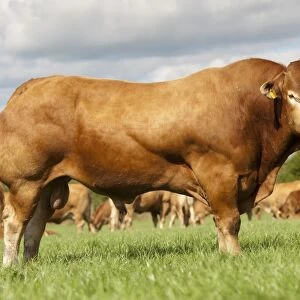 Domestic Cattle, Limousin bull, standing in pasture, Cumbria, England, August