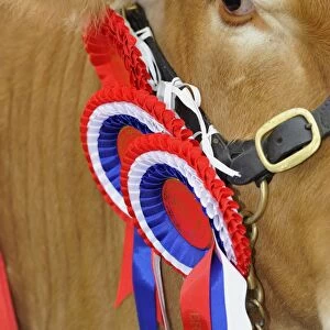 Domestic Cattle, Limousin champion, close-up of head and rosettes at agricultural show, Yorkshire, England, July