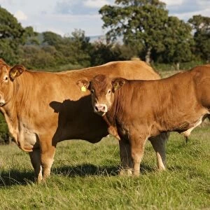 Domestic Cattle, Limousin cow with bull calf, standing in pasture, Cumbria, England, august