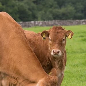 Domestic Cattle, Limousin cow with calf, grazing in pasture, Slaidburn, Forest of Bowland, Lancashire, England