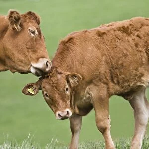 Domestic Cattle, Limousin cow grooming calf, in pasture, Dorset, England, september