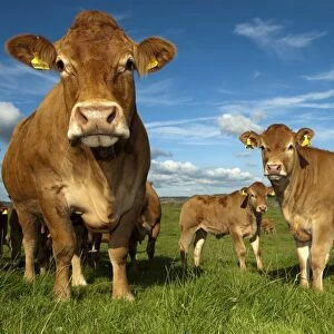 Domestic Cattle, Limousin, cows with calves, herd standing in pasture, England, august