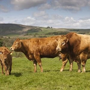 Domestic Cattle, Limousin, Haltcliffe Vermount pedigree bull, world record priced beef bull, with cow and calf