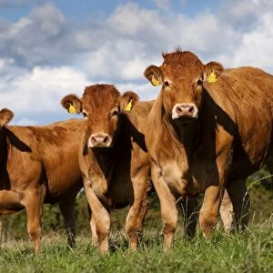 Domestic Cattle, Limousin heifers, three standing in pasture, Cumbria, England, august