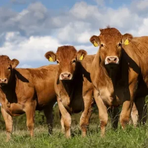Vida de Ganado Domestico , Viejitas Limusines tres en pastizal. Cumbria Inglaterra agosto Vida de Ganado Domestico , Viejitas Limusines tres en pastizal. Cumbria Inglaterra agosto
