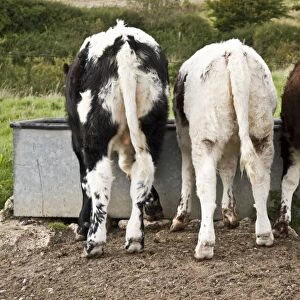Domestic Cattle, Longhorn calves, three drinking at trough in pasture, Dorset, England, september