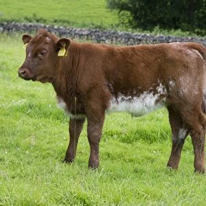 Domestic Cattle, Luing calf, standing in pasture, Windermere, Lake District N. P. Cumbria, England, June
