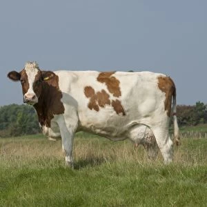 Domestic Cattle, Meuse-Rhine-Issel, dairy cow, standing in pasture, Lancashire, England, September