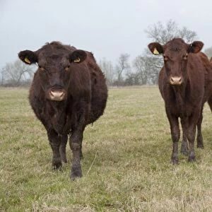 Domestic Cattle, Red Poll heifers, grazing in pasture, near Chester, Cheshire, England, march