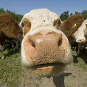 Domestic Cattle, Simmental cows, close-up of head, Sweden Domestic Cattle, Simmental cows, close-up of head, Sweden