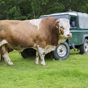Domestic Cattle, Simmental stock bull, standing beside Land Rover in pasture, Windermere, Lake District N. P