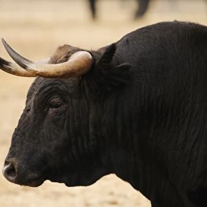 Domestic Cattle, Spanish Fighting Bull, bull, close-up of head, in dehesa, Salamanca, Castile and Leon, Spain, september
