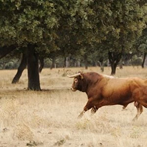 Domestic Cattle, Spanish Fighting Bull, bull, running in dehesa habitat, Salamanca, Castile and Leon, Spain, september