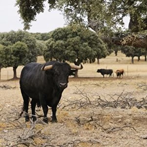 Domestic Cattle, Spanish Fighting Bull, bulls, standing in dehesa habitat, Salamanca, Castile and Leon, Spain