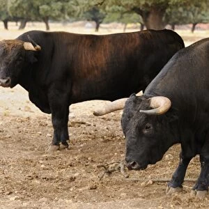 Domestic Cattle, Spanish Fighting Bull, two bulls, standing in dehesa habitat, Salamanca, Castile and Leon, Spain