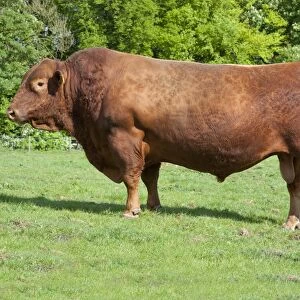 Domestic Cattle, Stabiliser bull, standing in pasture, Yorkshire, England, may