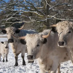 Vida silvestre de ganado doméstico; manada Blanca Parque en tierra nevada parques de legrama chipping lancashire inglaterra diciembre Vida silvestre de ganado doméstico; manada Blanca Parque en tierra nevada parques de legrama chipping lancashire inglaterra diciembre