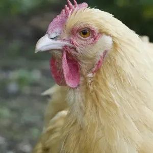 Pavo doméstico de raza buff Orpington en hábitat libre al aire libre cerca del rostro. Inglaterra - essex agosto Pavo doméstico de raza buff Orpington en hábitat libre al aire libre cerca del rostro. Inglaterra - essex agosto
