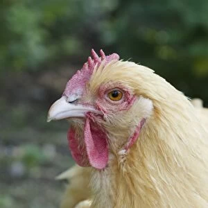 Domestic Chicken, Buff Orpington, freerange hen, close-up of head, Essex, England, august