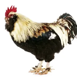 Domestic Chicken, Faverolle, cockerel, standing Domestic Chicken, Faverolle, cockerel, standing