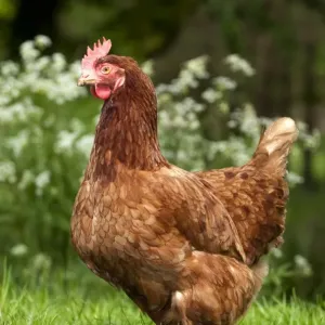 Pavo doméstico de gallina libre rango en prado bajo sombra bosque inglés puede ser Pavo doméstico de gallina libre rango en prado bajo sombra bosque inglés puede ser