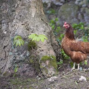 Domestic Chicken, freerange hen, standing beside tree trunk, Silverdale, Lancashire, England, april