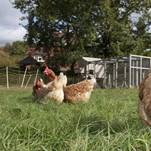 Domestic Chicken, freerange hens, foraging on grass, with coop and run in background on smallholding, England, october