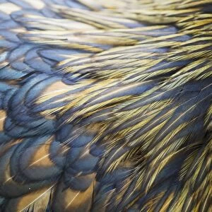 Domestic Chicken, Gold-laced Orpington, freerange hen, close-up of feathers, Essex, England, august