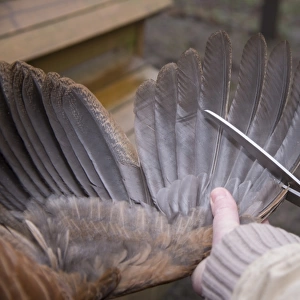 Domestic Chicken, hen, wing clipping, using sharp scissors to cut off first ten flight feathers of one wing