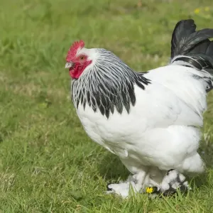 Pavo doméstico de raza light sussex libre corriente varón en hierba. Inglaterra essex agosto Pavo doméstico de raza light sussex libre corriente varón en hierba. Inglaterra essex agosto