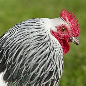 Domestic Chicken, Light Sussex, freerange cockerel, close-up of head, Essex, England, august