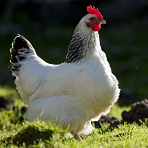 Domestic Chicken, Light Sussex, freerange hen, standing in field, Cumbria, England, June