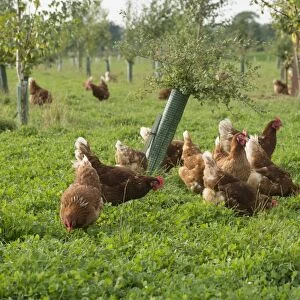 Domestic Chicken, Lohmann Classic, freerange hens, flock encouraged to range with planted trees, Cheshire, England