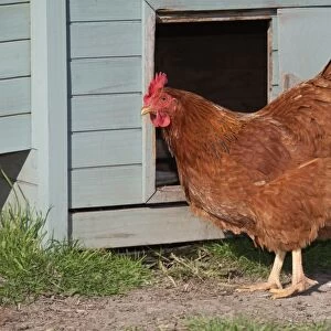 Domestic Chicken, New Hampshire Red, hen, standing beside coop on smallholding, Norfolk, England, april
