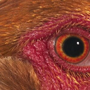 Domestic Chicken, Partridge Brahma, cockerel, close-up of eye