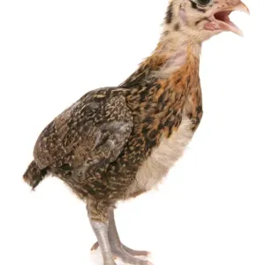 Pavo doméstico de gallina poltera Pekín bantán crío con la boca abierta en pie Pavo doméstico de gallina poltera Pekín bantán crío con la boca abierta en pie
