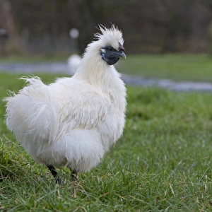 Domestic Chicken, White Silkie bantam hen, standing on grass, Whitewell, Lancashire, England, december