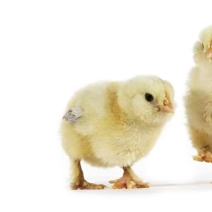 Domestic Chicken, two young chicks, standing
