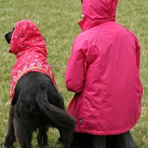 Domestic Dog, adult, with owner in pink coat during dog most like their owner class at fun dog show, England, august