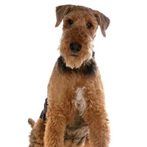 Domestic Dog, Airedale Terrier, adult male, sitting