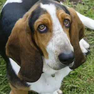 Domestic Dog, Basset Hound, adult male, sitting, England, july Domestic Dog, Basset Hound, adult male, sitting, England, july