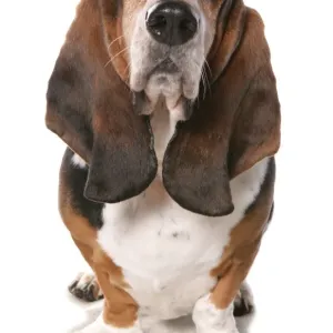 Perro doméstico, Basset Hound, adulto, de pie. Perro doméstico, Basset Hound, adulto, de pie.