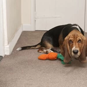 Domestic Dog, Basset Hound, puppy, cowering beside toy in hall, England, January