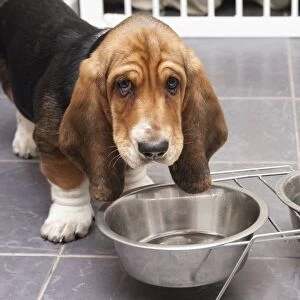 Domestic Dog, Basset Hound, puppy, drinking from metal bowls on tiled floor, England, December