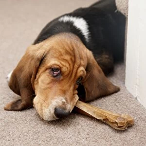Domestic Dog, Basset Hound, puppy, chewing on hide bone, laying on carpet, England, December