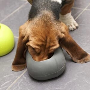 Domestic Dog, Basset Hound, puppy, feeding from moulded rubber bowl on tiled floor, England, January