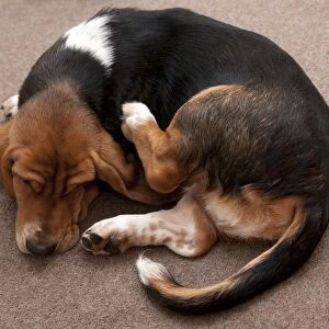 Domestic Dog, Basset Hound, puppy, scratching, laying on carpet, England, January